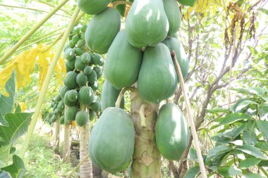 Hasat için çiftlikteki ağaçtaki sağlıklı çiğ papaya nakit mahsulüdür.