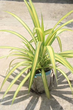 Pandanus veitchii ağacı, hasat için çiftlikte asılı duran saksıda nakit mahsulleri içerir.