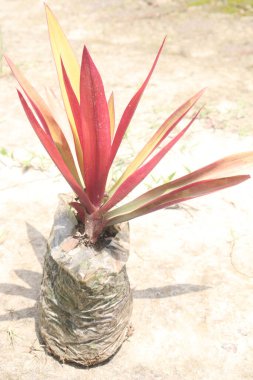 Tradescantia spathacea fabrikası çocuk odasında satılık nakit mahsuller.