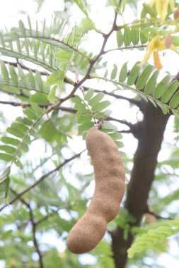 Çiftlikteki ağaçta satılan demirhindi nakit mahsuldür. Lezbiyen, yenilebilir meyve veren bir ağaçtır. Sadece bu türü içerir. Fabaceae ailesine ait.