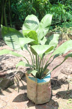 Çiftlikteki Spatthiphyllum ağacı, nakit ürünleri satar. oda gazlarını absorbe edebilir. Hava temizleme özellikleri var.