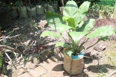 Çiftlikteki Spatthiphyllum ağacı, nakit ürünleri satar. oda gazlarını absorbe edebilir. Hava temizleme özellikleri var.