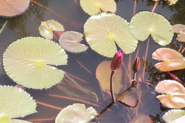 Gölette yaprağı olan nilüfer çiçeği bitkisi
