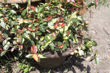 Yaz Günbatımı Yasemin yaprağı bitkisi bebek odasında satılıyor. Nakit ekinler.