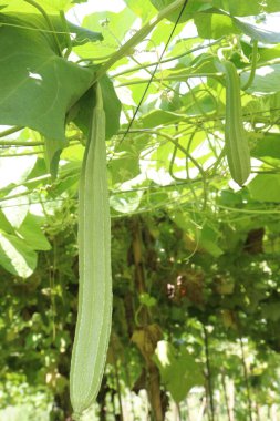 Çiftlikteki Luffa acutangula 'nın sebze hasadı nakittir.
