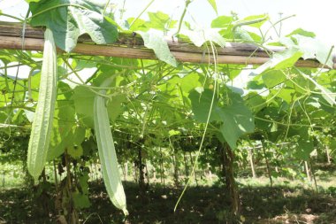 Çiftlikteki Luffa acutangula 'nın sebze hasadı nakittir.