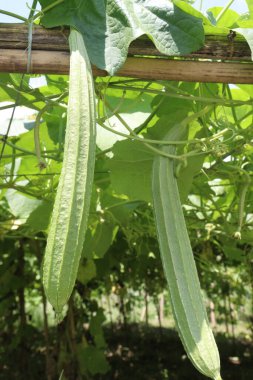 Çiftlikteki Luffa acutangula 'nın sebze hasadı nakittir.