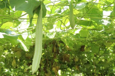 Çiftlikteki Luffa acutangula 'nın sebze hasadı nakittir.