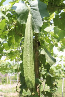 Çiftlikteki Luffa acutangula 'nın sebze hasadı nakittir.
