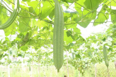 Çiftlikteki Luffa acutangula 'nın sebze hasadı nakittir.