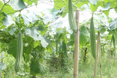 Çiftlikteki Luffa acutangula 'nın sebze hasadı nakittir.
