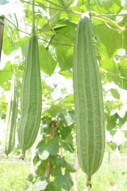 Çiftlikteki Luffa acutangula 'nın sebze hasadı nakittir.