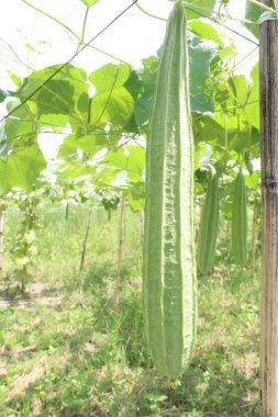 Çiftlikteki Luffa acutangula 'nın sebze hasadı nakittir.