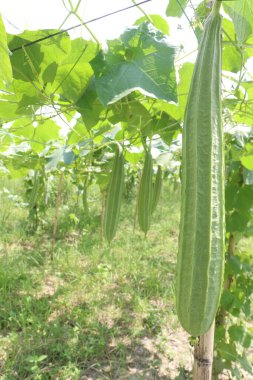 Çiftlikteki Luffa acutangula 'nın sebze hasadı nakittir.