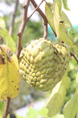 sugar apple on tree in nursery for sell are cash crops.They also help to reduce signs of aging and improve the appearance of wrinkles. have vitamin A