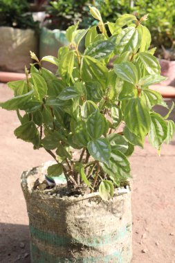 Pilea cadierei leaf and flower and ornamental plant on bag in nursery for sell are cash crops