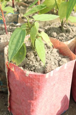 Gaydacı Chaba yaprak bitkisi baharat ve satışı nakit mahsuller. Astım, bronşit, hemoroit, hazımsızlık ve gazların tedavisinde geleneksel olarak kullanılan antimikrobik ve antikanser özellikleri kanıtlanmıştır.