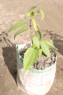 Gaydacı Chaba yaprak bitkisi baharat ve satışı nakit mahsuller. Astım, bronşit, hemoroit, hazımsızlık ve gazların tedavisinde geleneksel olarak kullanılan antimikrobik ve antikanser özellikleri kanıtlanmıştır.