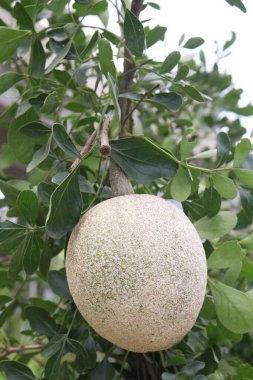 Hasat için çiftlikteki ağaçtaki ahşap elma nakit mahsuldür. Meyvenin her parçasının tıbbi özelliği var. Karaciğer, kalp, ishal, dizanteri, hıçkırık, boğaz ağrısı, diş eti hastalığı tedavisi.