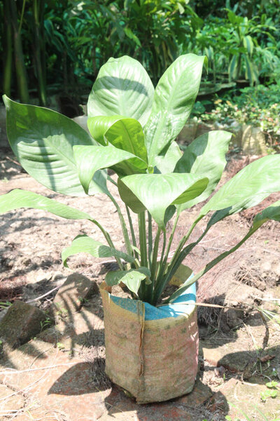 Растение спатифиллума на ферме для продажи - это товарные культуры. может поглощать газы в помещении. обладают очищающими свойствами