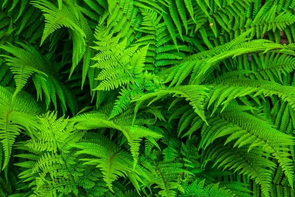 Luonnon Vihreä Saniainen Tausta — kuvapankkivalokuva