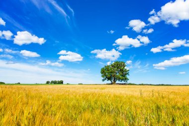 Resimli bir yaz manzarası.