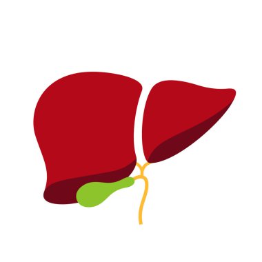 Beyaz arkaplanda insan karaciğeri amatomi vektör simgesi izole