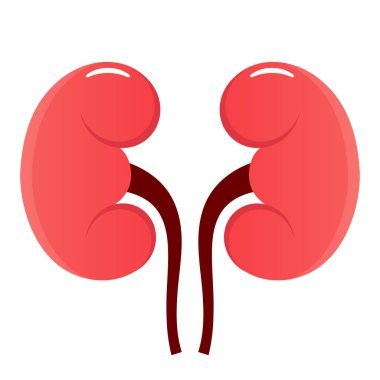 Böbrek vektör simgesi beyaz arkaplanda izole edildi