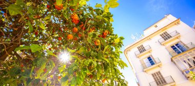 İspanya 'da güneşli Valencia' da portakal ağacı