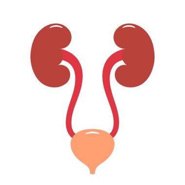 Beyaz arkaplanda izole edilmiş idrar yolu vektör çizimi