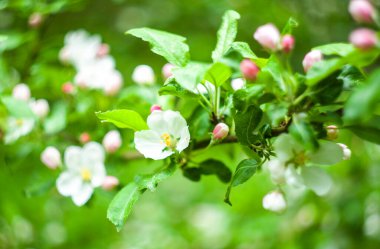 Bahar bahçesinde elma çiçekleri, seçici odak