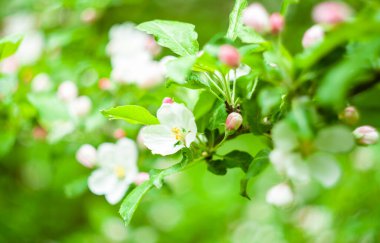 Bahar gradeninde çiçek açan elma çiçekleri, seçici odak
