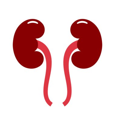 Böbrek organ vektör simgesi beyaz arkaplanda izole edildi
