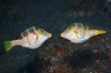 Valentines Puffer, also known as Valentines Sharp Nosed Puffer and Black-Saddled Toby, Canthigaster valentini. Two males fighting during a territory dispute. Tulamben, Bali, Indonesia. 
