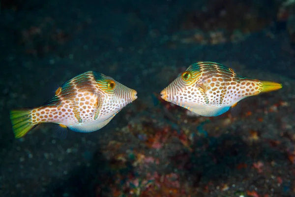 Valentines Puffer Also Known Valentines Sharp Nosed Puffer Black Saddled Fotos de stock