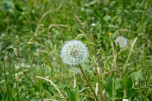 Close Dandelion Flower Seedhead Beuatiful Blowing Dandolion Dark Green Grass — Stock Photo, Image