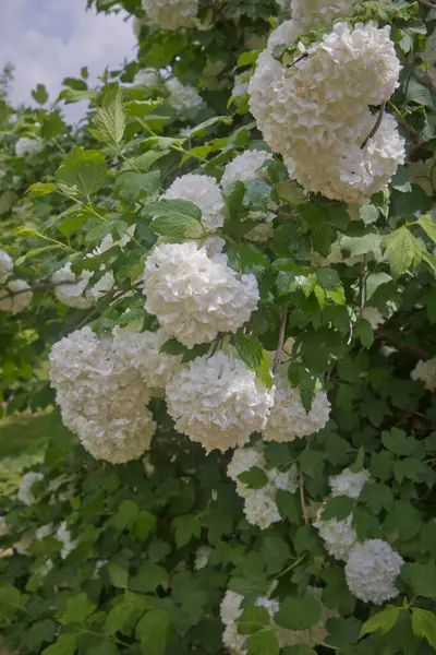 The flower of a Hydrangea growing in a summer garden. Decorative bush Viburnum with white flowers - snowball tree in garden . Close up of white hydrangea