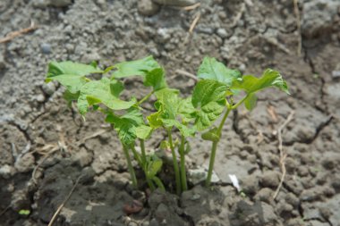 Bahçe yakın çekim bir genç fasulye Filiz vardır. Baklagiller bitki. Bahar bahçe bitki vuruyor. Uyanış, hayat kavramı. site dizini için