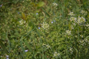 Shepherd 'ın çantasının çiçeği. Dar meyveli su teresi. Capsella Bursa-Pastoris yaz kenti parkında.
