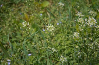 Shepherd 'ın çantasının çiçeği. Dar meyveli su teresi. Capsella Bursa-Pastoris yaz kenti parkında.