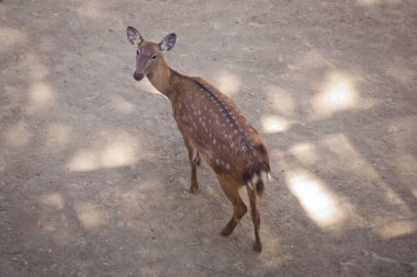 Meraklı çocuk benekli geyik. Benekli geyik açıklıkta yürüyor. Benekli geyik hayvanat bahçesindeki ziyaretçiye bakıyor. Hayvanat bahçesinde benekli geyik .
