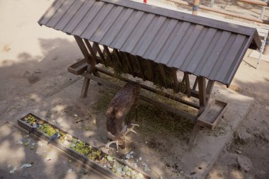 Formosan sika geyiğinin yemek yerken yakın plan fotoğrafını çek. Benekli geyik hayvanat bahçesinde besleniyor. Hayvanat bahçesindeki yem oluğunun yanında benekli geyik. .