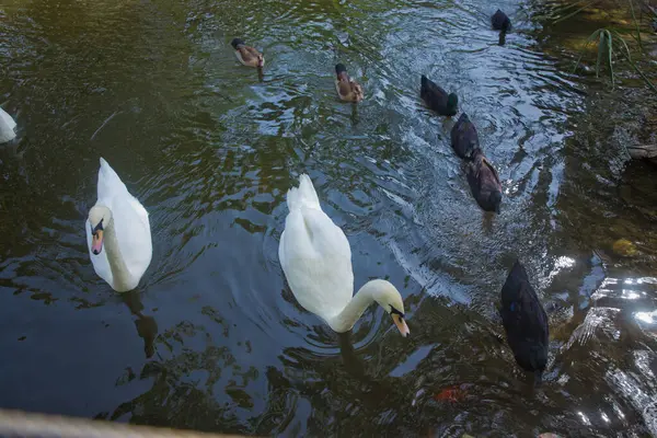 Güneşli bir günde mavi bir arka planda gölde yüzen güzel beyaz bir kuğu. İlkbaharda, gölde ya da nehirde kuğu, beyaz ve siyah su kuşu. Kuğu balık yakalar..