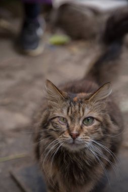 Sibirya kedisi. Sarı Gözlü Sibirya Kedi Portresi uzaklara bakıyor. Seçici Odaklanma.