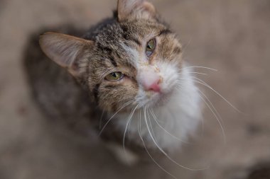 Sibirya kedisi. Sarı Gözlü Sibirya Kedi Portresi uzaklara bakıyor. Seçici Odaklanma.