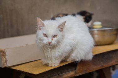 Türk Angorası, İranlı kedi, Van kedisi. Kahverengi gözlü güzel beyaz Türk minibüs kedisi dinleniyor. Van Provence Türkiye (Türkiye)