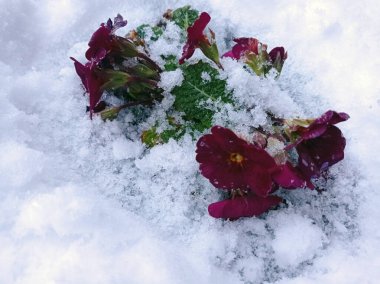 Karda mor bir sümbül yakın plan.