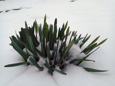 Close up of a purple hyacinth in the snow.Spring background. clipart