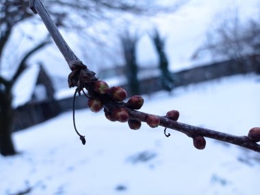 Thin twig of cherry bush in fruit farm. Small leaves in burgeons are growing on thin cherry twig . In winter, cherry shoots against the background of snow clipart