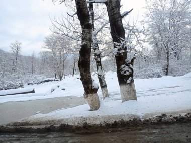 Kış Sahnesi - Beyaz Karla Kaplanmış Ağaç. Kar kış boyunca ağaçları kapladı. Birçok ağaç, taş ve yol kaplıydı..